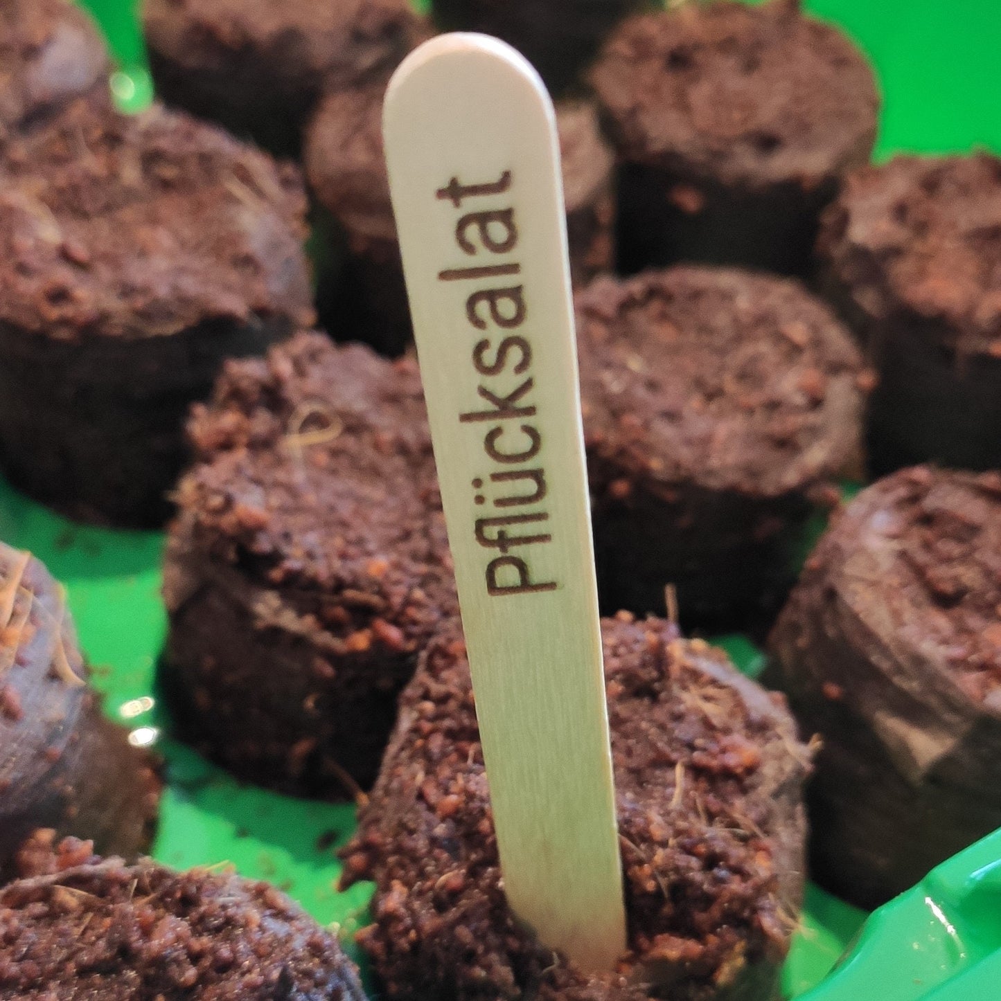 Pflanzenschilder Pluecksalat